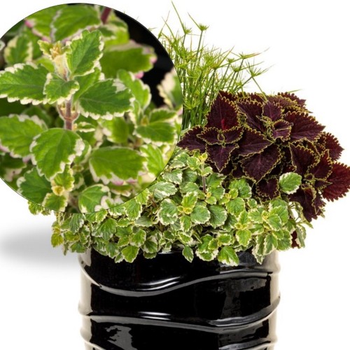 Plectranthus coleoides 'Variegata' - Madagaskari ilunõges 'Variegata' P9/0,55L